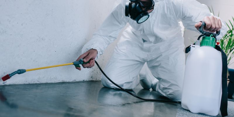 Como é Feita a Dedetização de Baratas em Barueri: Conheça 6 Métodos Como é feita a dedetização de baratas em Barueri